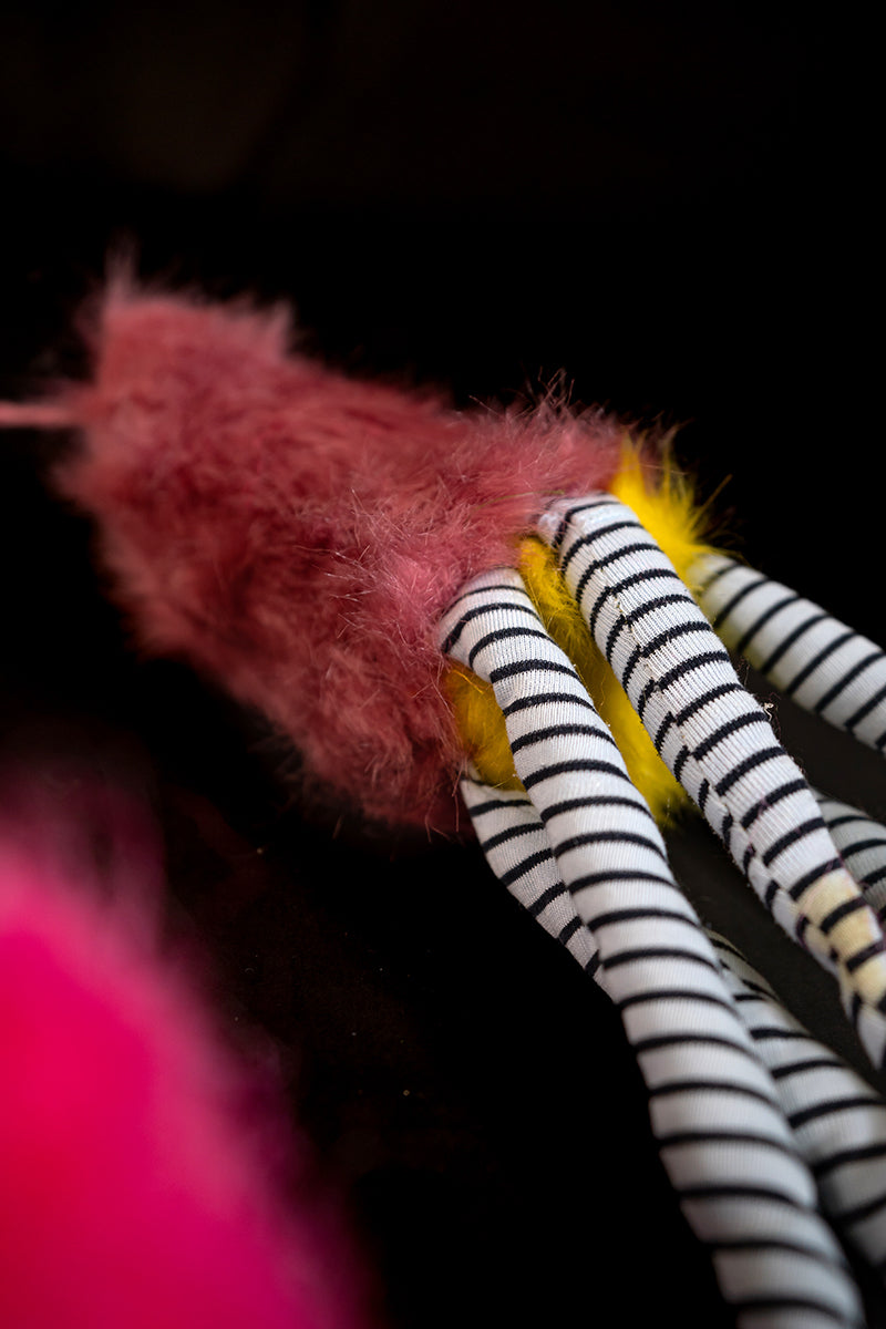 Scyphozoa Trio